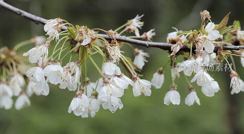 野樱桃(Prunus avium)花